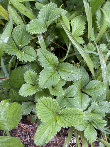Woodland Strawberry foliage