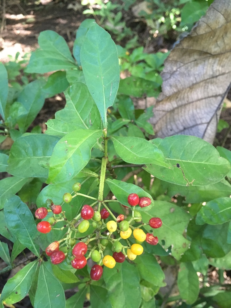 amyruca from Cañas, Cañas, Guanacaste, CR on October 24, 2018 at 07:47