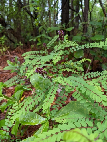 Amorpha georgiana