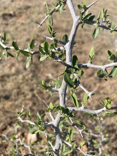 spiny hackberry
