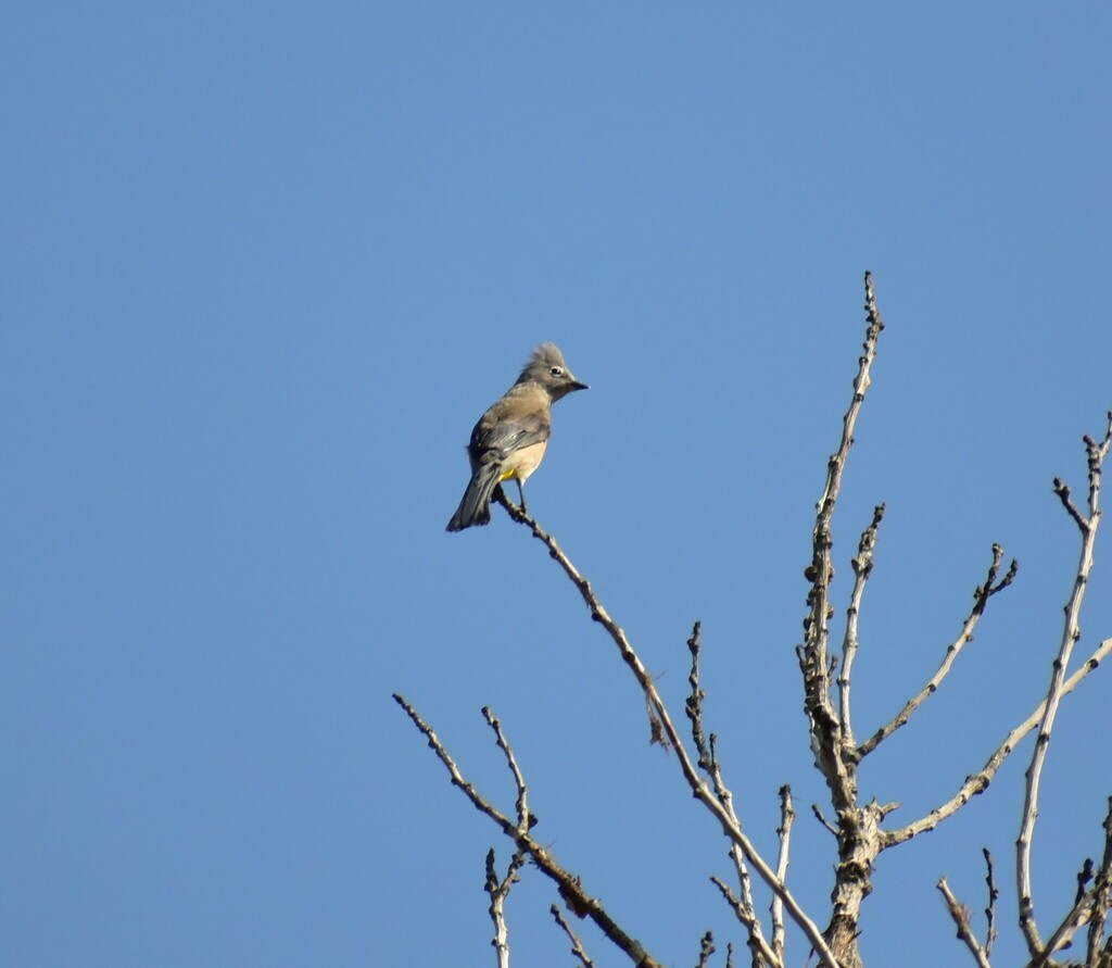 Capulinero gris desde Amp Emiliano Zapata, Ciudad de México, CDMX