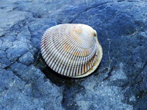 Iceland Cockle