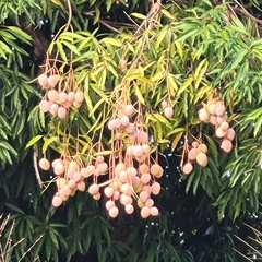 Mangifera indica image
