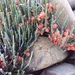Ephedra rupestris - Photo (c) Humber Alberto, all rights reserved, uploaded by Humber Alberto