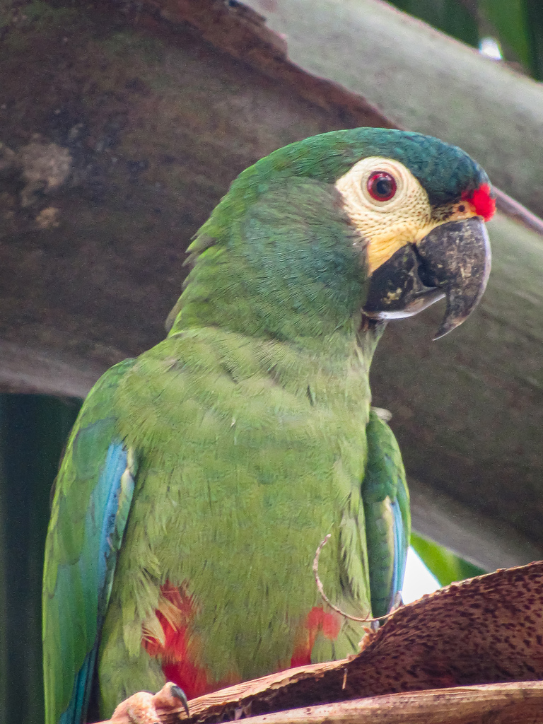 Blue-winged Macaw photo