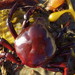 Cangrejo Sureño del Kelp - Photo (c) Jeff Goddard, todos los derechos reservados