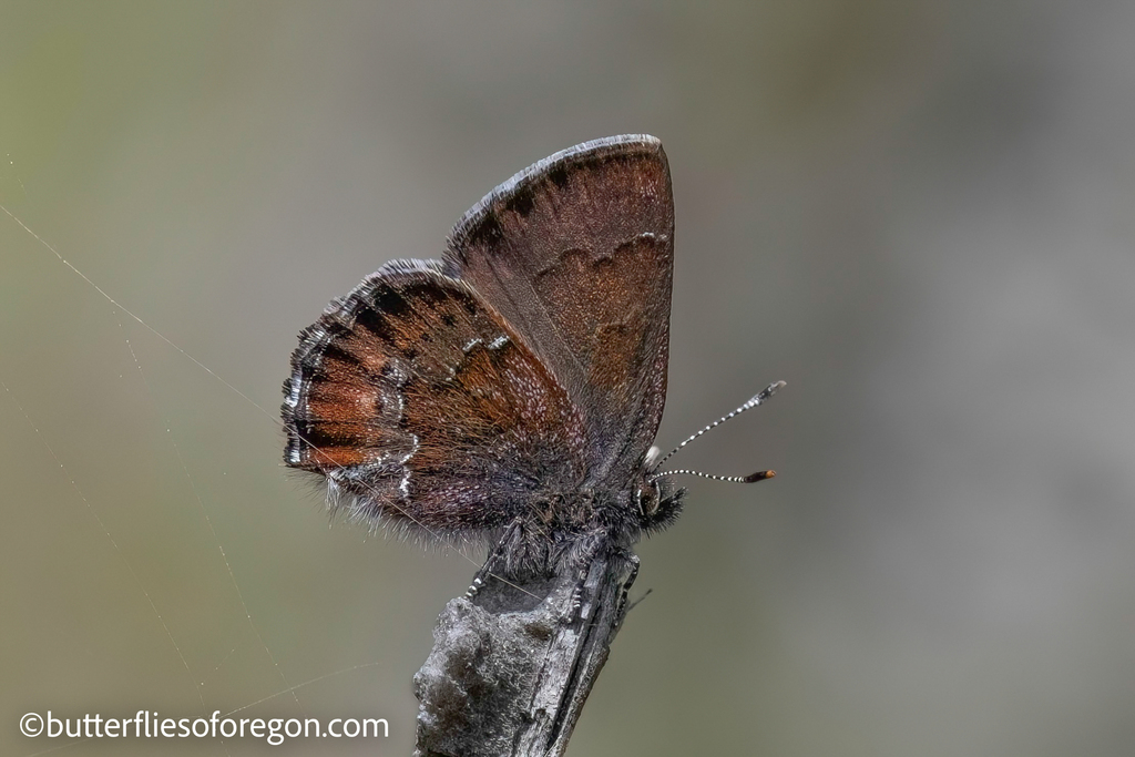 Moss's elfin butterfly