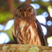 Amazonian Pygmy-Owl - Photo (c) Raul Pommer, all rights reserved, uploaded by Raul Pommer