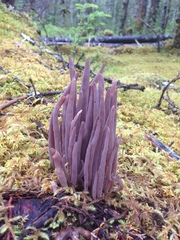 Alloclavaria purpurea image