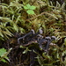 Cudonia grisea - Photo (c) kmohatt, todos los derechos reservados, subido por kmohatt