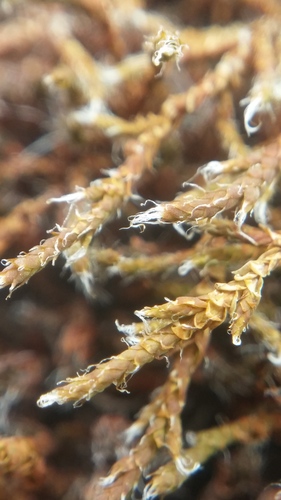 Pseudobraunia