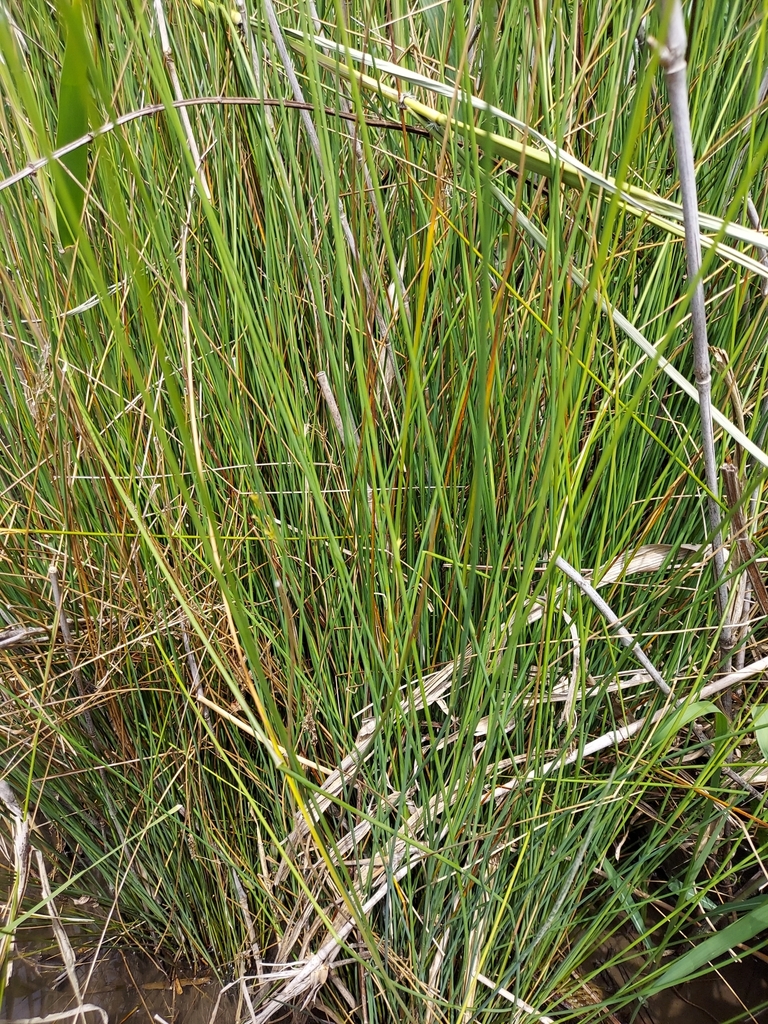 Juncus polyanthemus from 日本 〒136-0074 on April 29, 2023 at 11:38 AM by ...