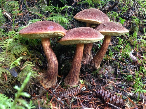 admirable bolete