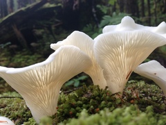 Pleurocybella porrigens image