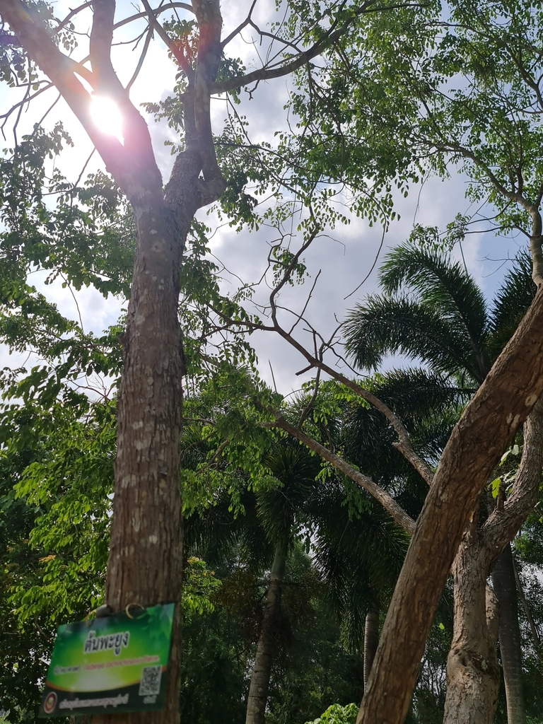 Dalbergia cochinchinensis (Siamese Rosewood)