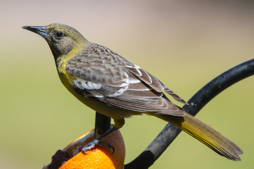 Scott's Oriole