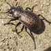 Calosoma moniliatum - Photo (c) Teagan Hayes, all rights reserved, uploaded by Teagan Hayes