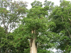 Cordia eriostigma image