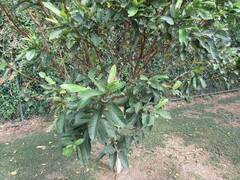 Psidium guajava image