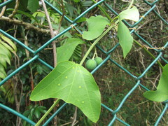 Passiflora biflora image