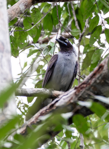 Azure-naped Jay