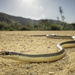 Coast Patchnose Snake - Photo (c) Hydrobates tethys, all rights reserved, uploaded by Hydrobates tethys