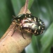 Protaetia philippensis - Photo 由 Remrick Patagan 所上傳的 (c) Remrick Patagan，保留所有權利