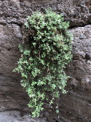 lace-leaved rockdaisy (Perityle ambrosiifolia)