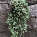 Laphamia ambrosiifolia - Photo (c) pachycolin, todos los derechos reservados, subido por pachycolin