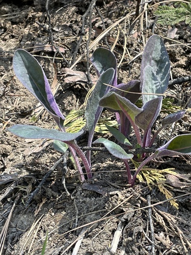 Rayless Ragwort foliage