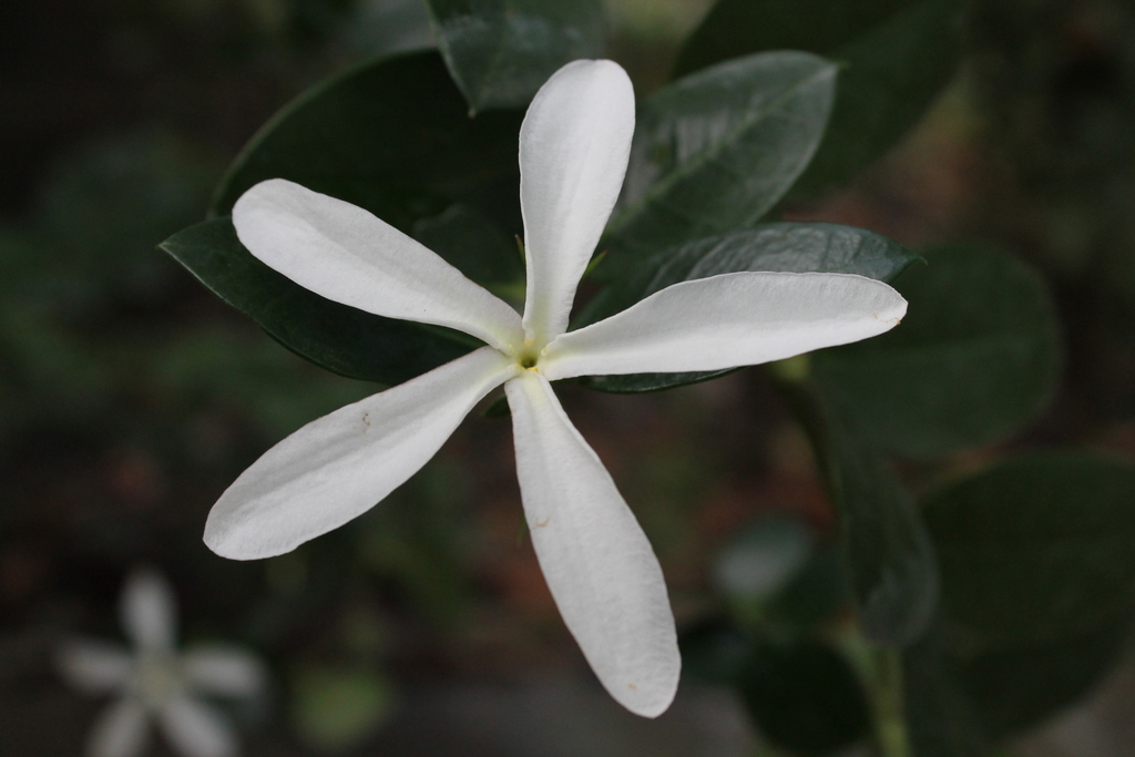 Carissa macrocarpa