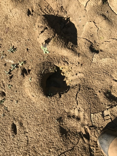 iNaturalist observation photo of American Black Bear
