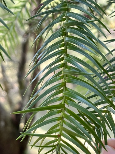 China-fir
