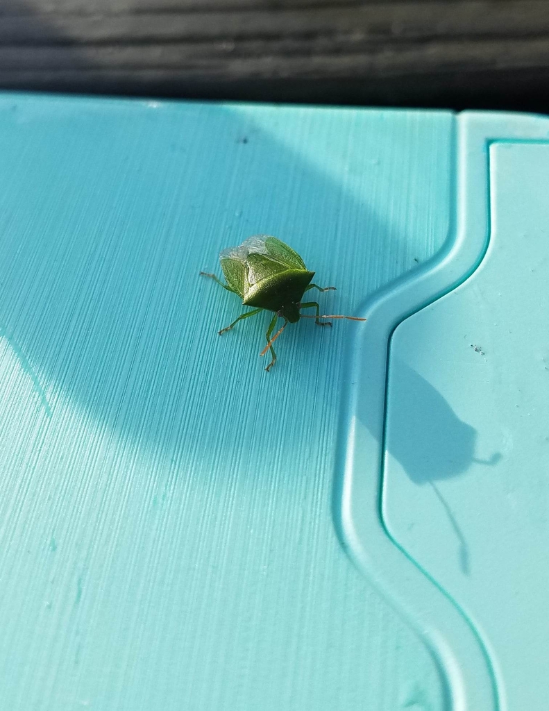 Green potato bug from mahoe reserve on April 29, 2023 at 0404 PM by