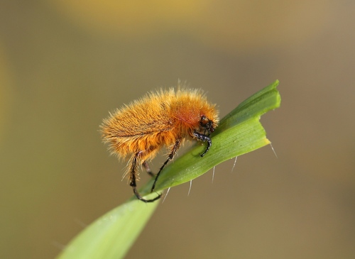 Pygopleurus vulpes