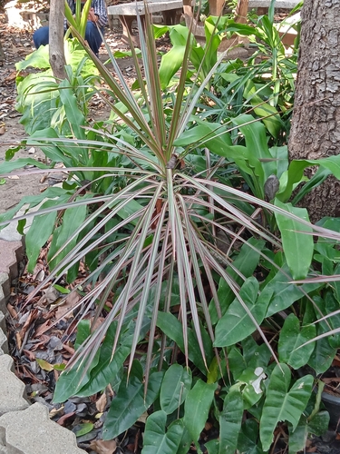 Narrow Leaf Dragon Palm (Dracaena cincta)