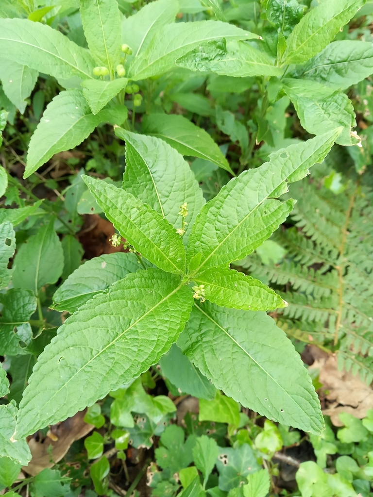 Dog s Mercury From Hartland Bideford EX39 6HD UK On 28 April 2023 At Dog s Mercury From Hartland Bideford EX39 6HD UK On 28 April 2023 At