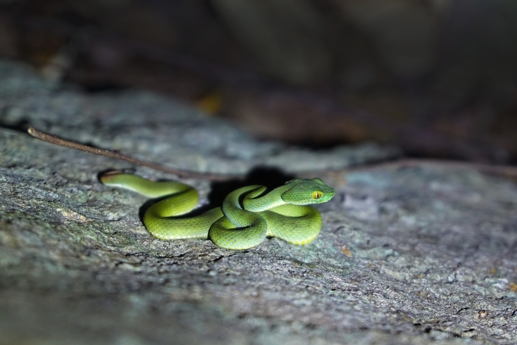 Blue-lipped green pitviper (Trimeresurus cyanolabris)
