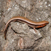 Southern Coal Skink - Photo (c) Brad Moon, all rights reserved, uploaded by Brad Moon