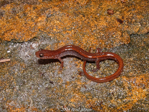 Western Dwarf Salamander