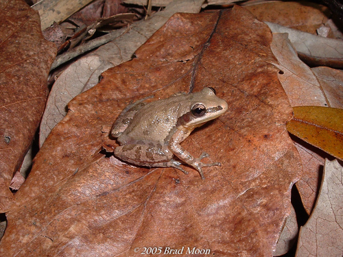 Cajun Chorus Frog