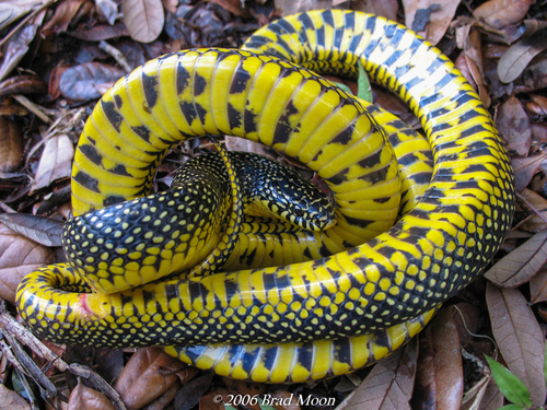Speckled Kingsnake