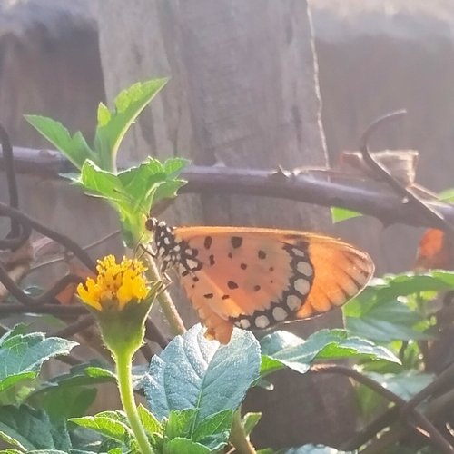 Tawny Coster