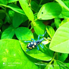 Exophthalmus nicaraguensis image