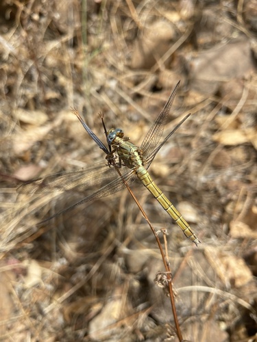 Little Skimmer