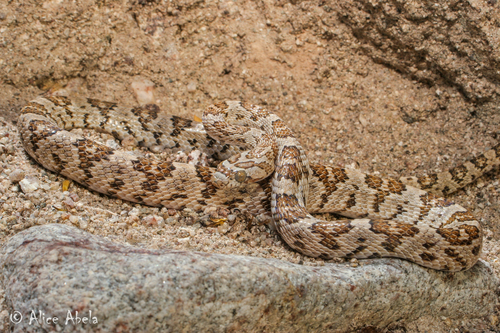 California Lyresnake