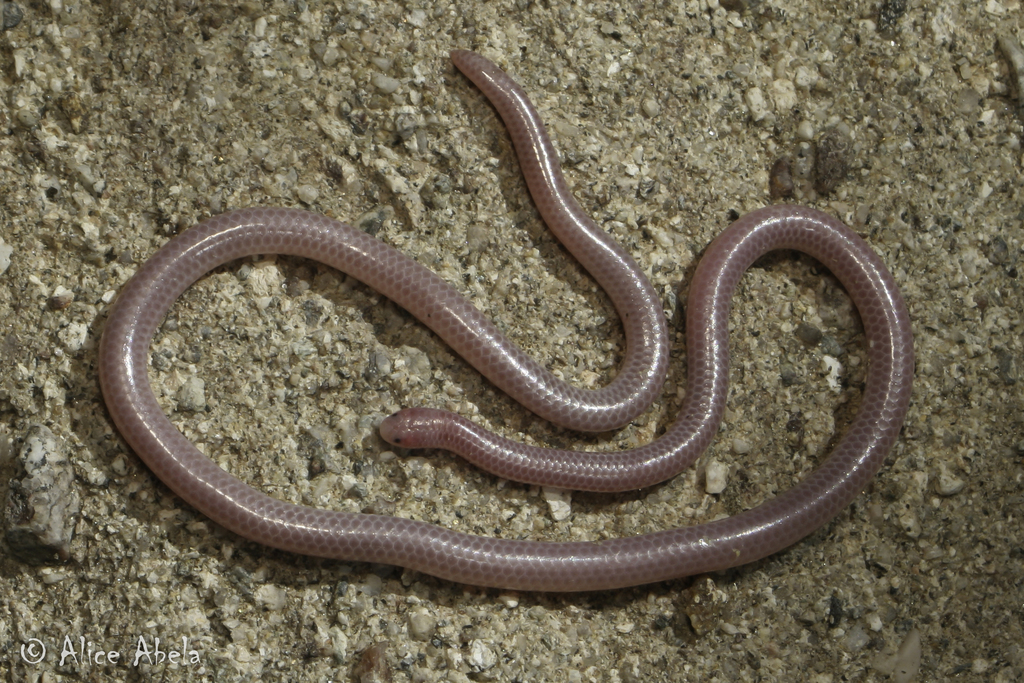 no.172 根菜のダルメシアンとworm Tyranno no.172 根菜のダルメシアン 