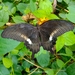 Fuscous Swallowtail - Photo (c) Maf Yunda, all rights reserved, uploaded by Maf Yunda