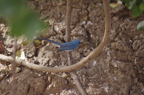 African Blue Flycatcher