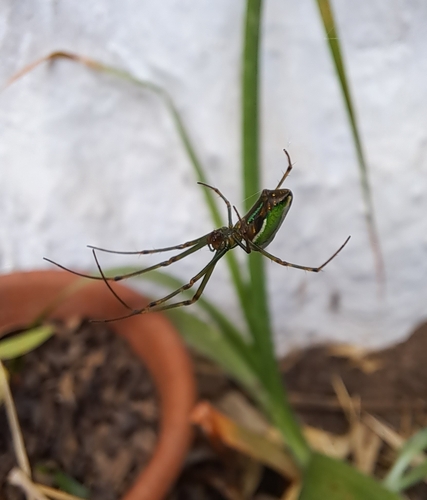 Greenbanded Vlei Spider